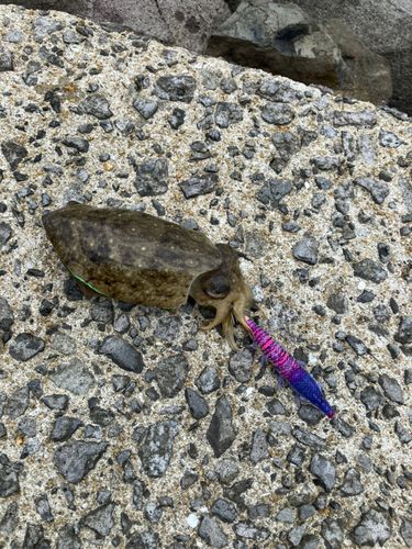 コウイカの釣果