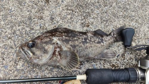 クロソイの釣果