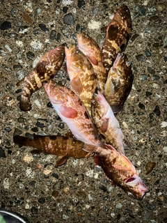 キジハタの釣果
