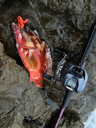 アカハタの釣果