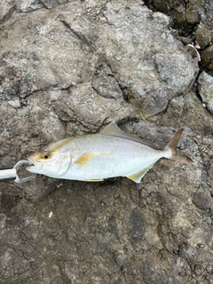 ショゴの釣果