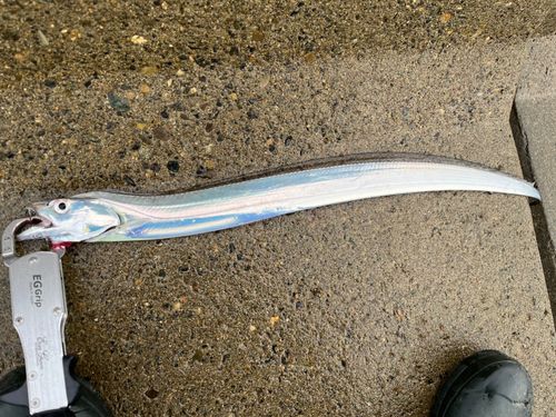 タチウオの釣果