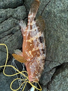 キジハタの釣果