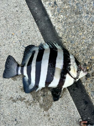 イシダイの釣果
