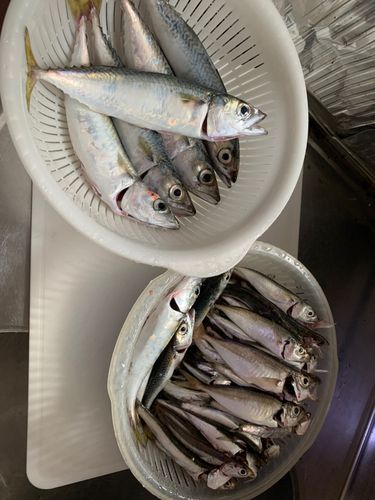 サバの釣果