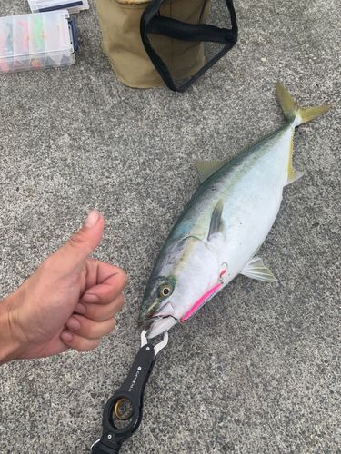 ワラサの釣果