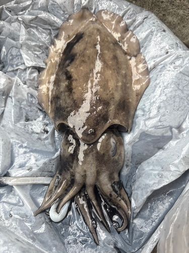 コウイカの釣果