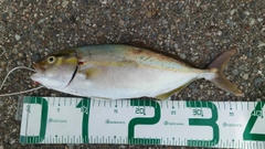 カンパチの釣果