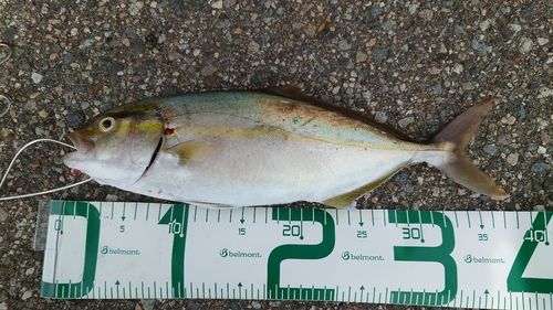 カンパチの釣果