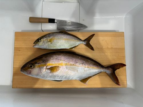 ショゴの釣果