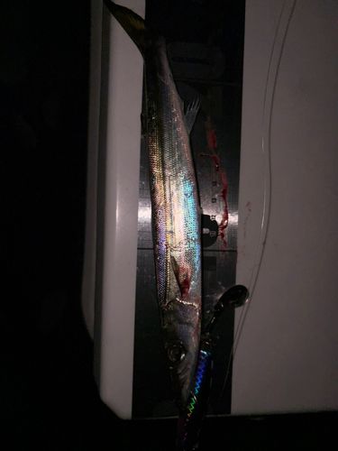 カツオの釣果