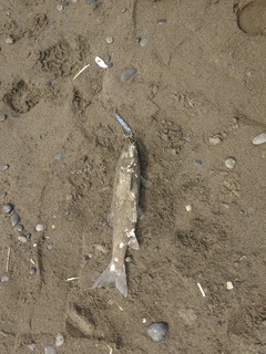 ウグイの釣果