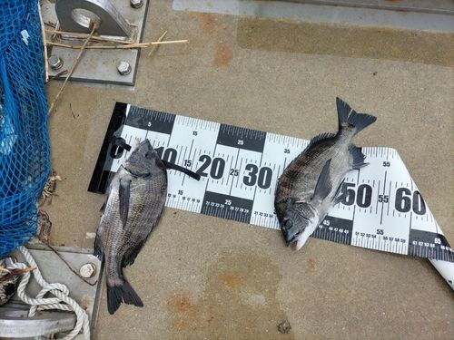 チヌの釣果