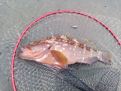 キジハタの釣果