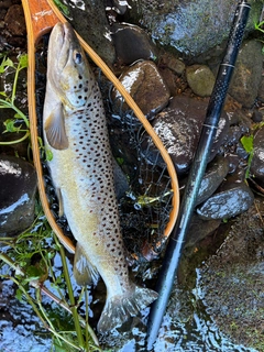 ブラウントラウトの釣果
