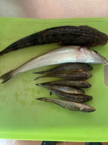 シロギスの釣果