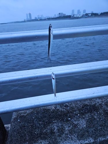 カタクチイワシの釣果