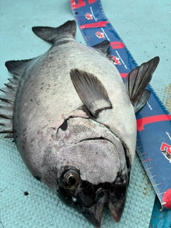 イシダイの釣果