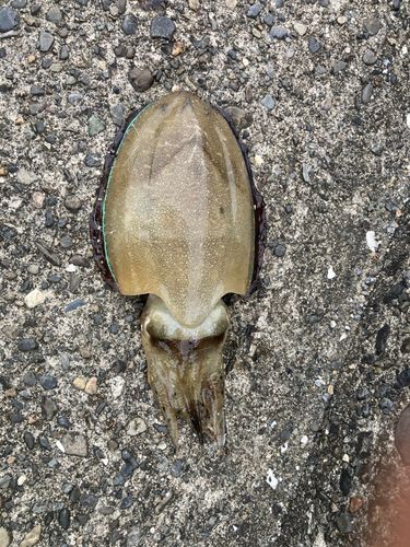 コウイカの釣果