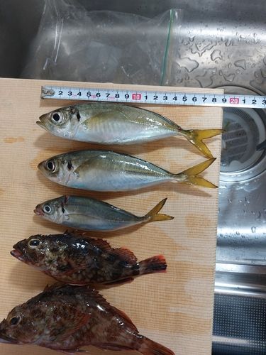 アジの釣果