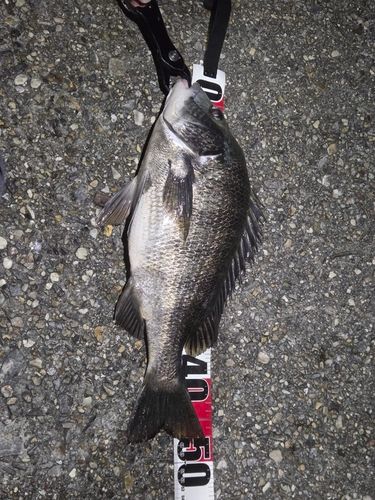 チヌの釣果
