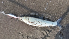 ウグイの釣果