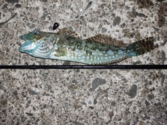アナハゼの釣果