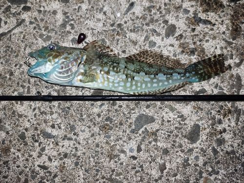アナハゼの釣果