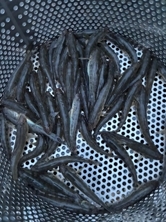 マハゼの釣果