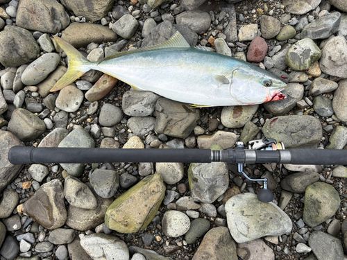 ハマチの釣果