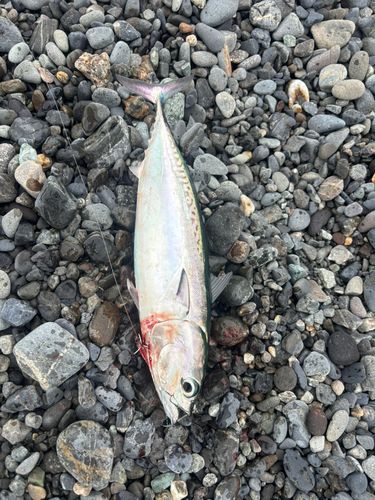 ソウダガツオの釣果