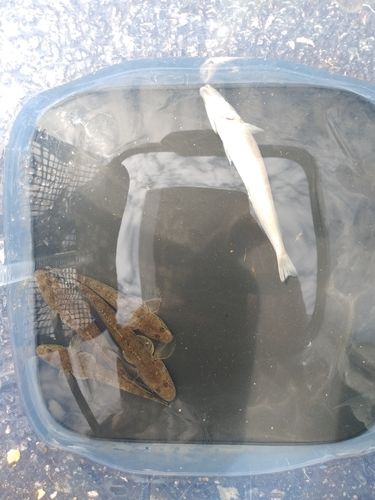 ハゼの釣果