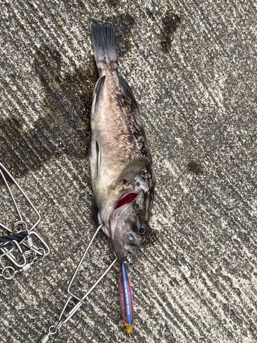 シロメバルの釣果