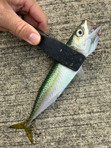 サバの釣果