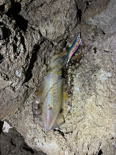 アオリイカの釣果