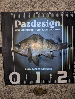 釣果