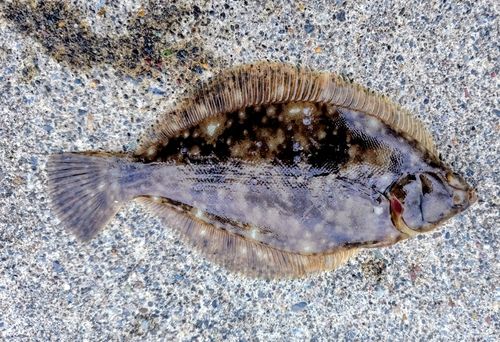カレイの釣果