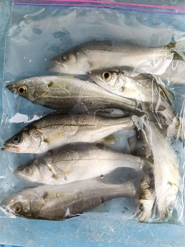 セイゴ（マルスズキ）の釣果