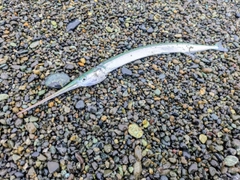 ダツの釣果