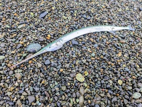 ダツの釣果