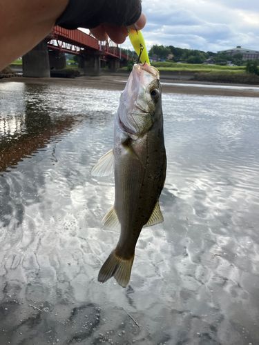 セイゴ（ヒラスズキ）の釣果