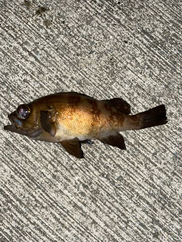 メバルの釣果