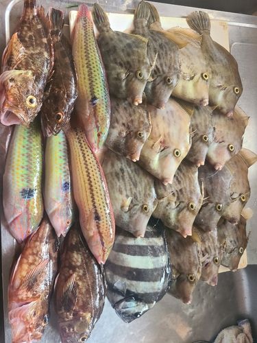 カワハギの釣果