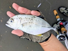メッキの釣果