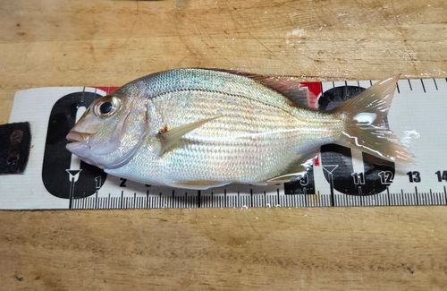 チャリコの釣果