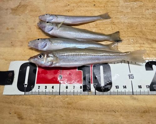 シロギスの釣果