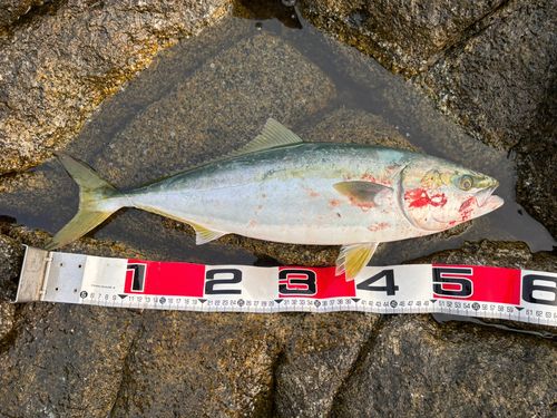 イナダの釣果