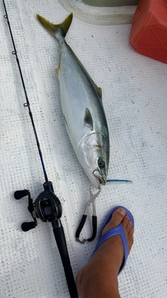 ワラサの釣果