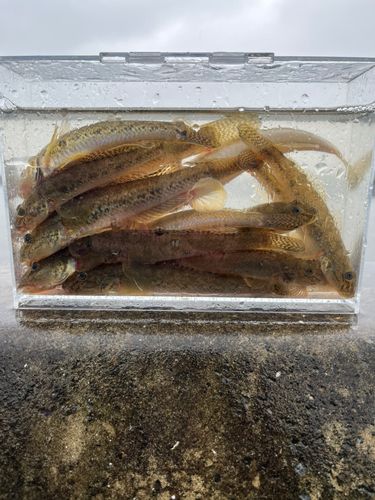 マハゼの釣果