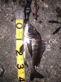 クロダイの釣果